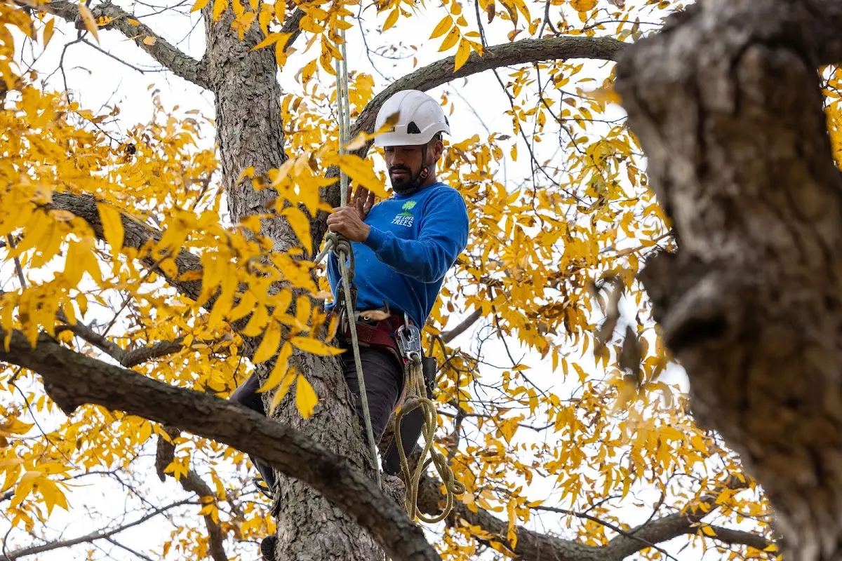 Skilled Tree Planting crew working in Ecorse